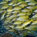 snapper_bluestripe_ndo_v_0289_pal1114.jpg
